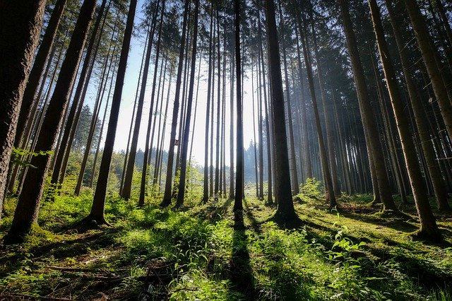 jehličnatý les, dřevo